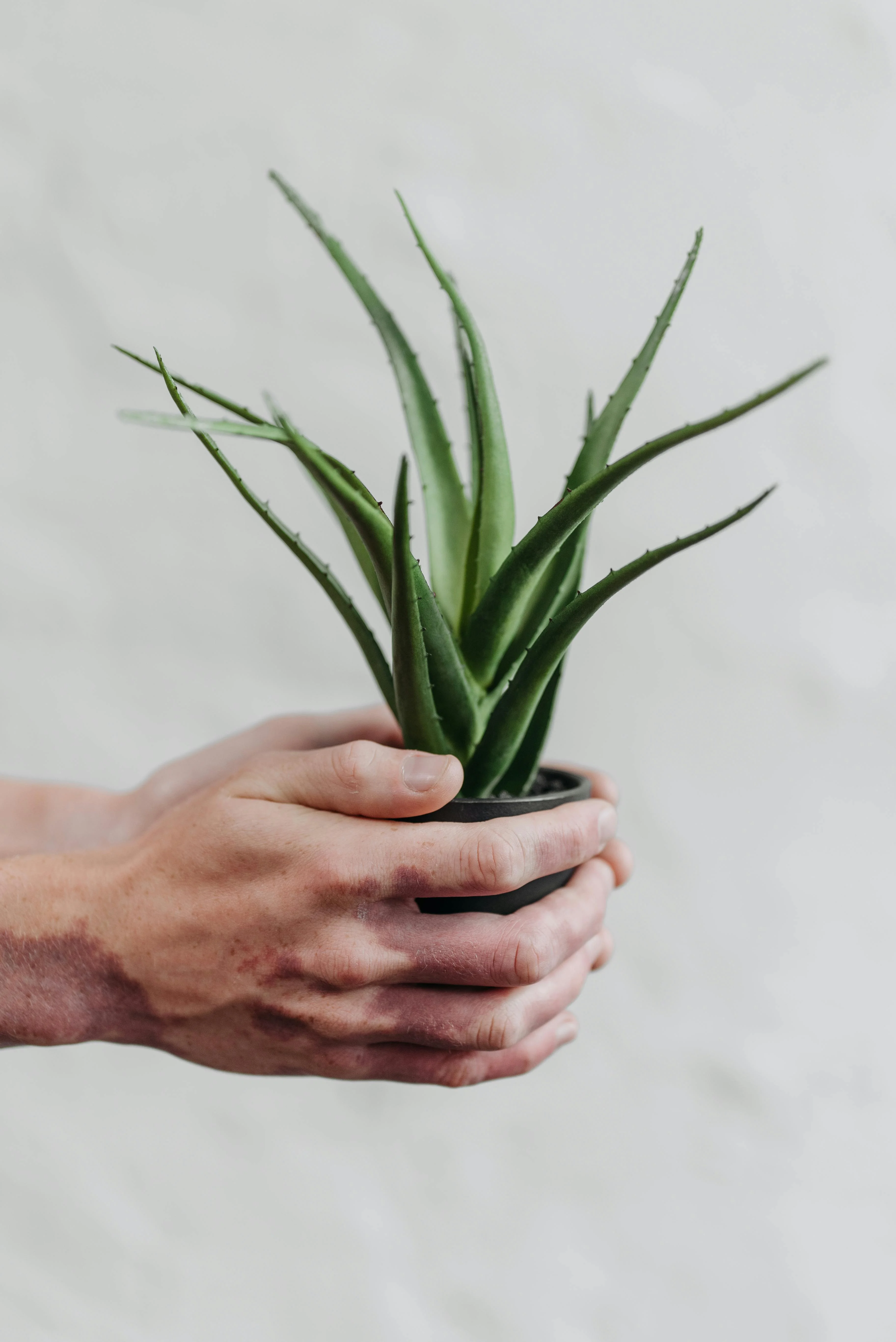 Aloe Vera: cuidados, riego y los errores que lo matan